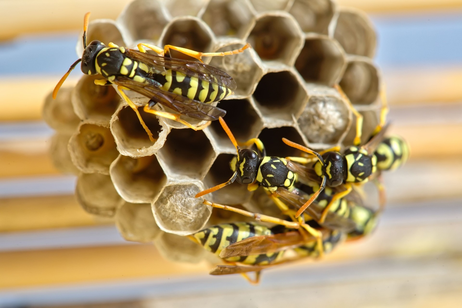 Several wasps building a nest to lay their eggs, wasp and hornet removal